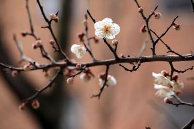 梅花 白色的花 春天的花朵 春天 李子树 花朵 自然 梅花 梅花