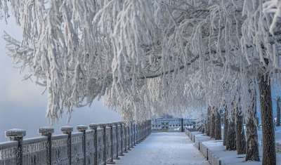 树木 雪 霜 通路 栏杆 公园 冬天 寒冷的 克拉斯诺亚尔斯克