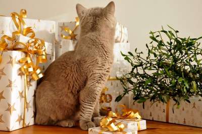 英国短毛猫 猫 宠物 猫科动物 动物 毛皮 基蒂 国内的