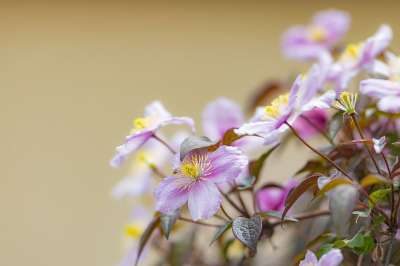 铁线莲 花朵 植物 银莲花铁线莲 粉红色的花朵 花瓣 盛开 花园