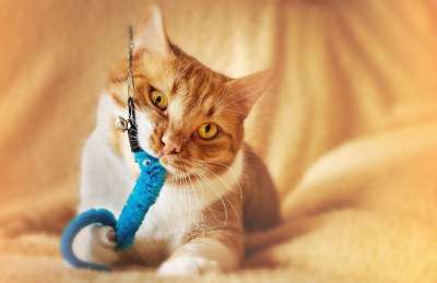 猫 玩具 玩 家猫 公寓猫 就业 家畜 乐趣 可爱的 红色白色