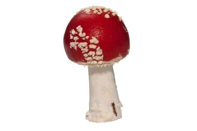 毒菌 毒蝇伞 蘑菇 帽 红色的 信号红 薄片 白色的 落下