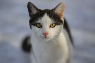 那只猫 白色的 黑色的 猫似的 动物 可爱的 美丽 看