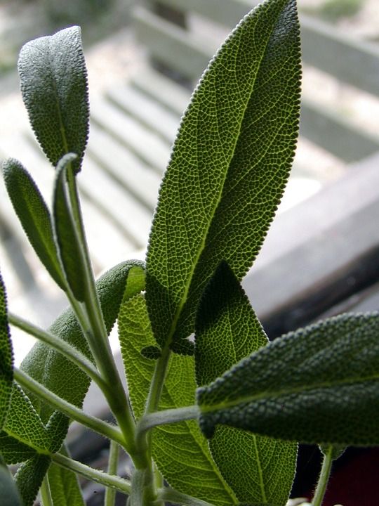 草本植物 智者 刀刃 健康 阴影 绿色 工厂 香料
