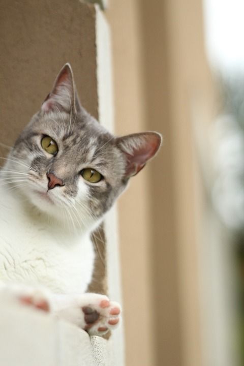猫 宠物 小猫 动物 老虎 毛皮 猫科动物 自然 可爱的
