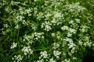 草甸山萝卜 开花 白色的 峨 Chaerophyllum 恩