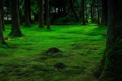 青苔 绿色 自然 石头 森林 植被 背景 木材 景观 水