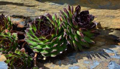 肉 Suculentus 石植物 生长 仙人掌植物 沙漠植物 多汁的