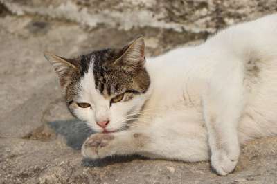 猫 美丽 可爱 动物 甜的 宠物 街 眼睛 自然 小猫 青年