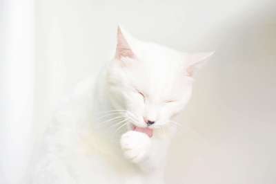 猫 美容 美国快照'Hare 小猫 可爱的 动物 嘴里 耳朵感染