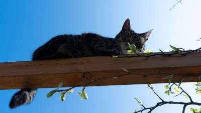 猫 捕食者 老虎 动物 危险的 野生动物 自然 猫科动物