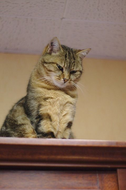 猫 老虎 捕食者 毛皮 动物 猫科动物 爱情 肖像 哺乳动物