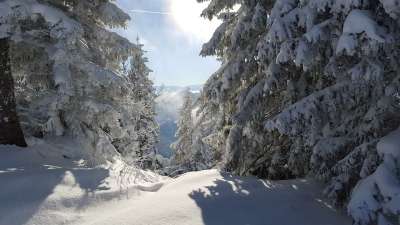滑雪 雪 冬天 山 阿尔卑斯山 冬季运动 滑雪场 外表 自然
