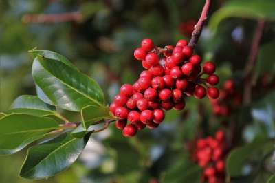 红莓果 枝 绿色 植被 秋天 绿叶 植物学 叶子 球 园艺