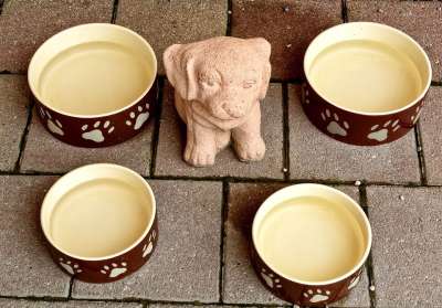 动物 狗碗 碗 食物 水 喂养 喝 狗 狗栏 狗粮 吃下去
