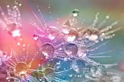 水滴 水珠 雨滴 滴 露珠 水 蒲公英 表面张力 多彩多姿的