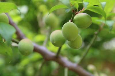 李子 桃 春天 杏 水果 大自然 植物 花园 绿色 森林