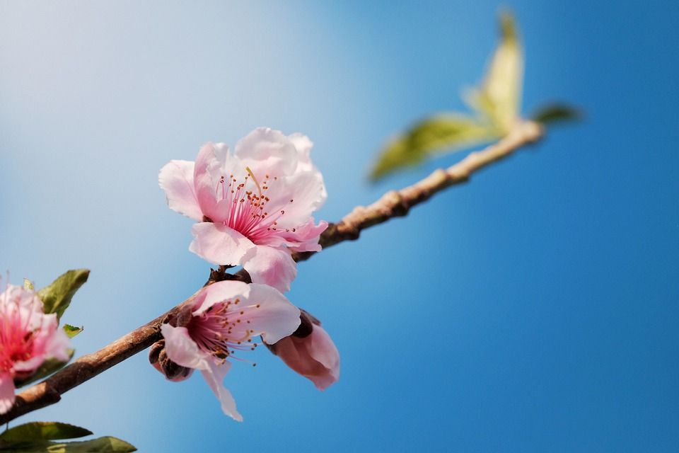 花朵, 樱花, 桃花, 盛开, 春天, 天空, 日本