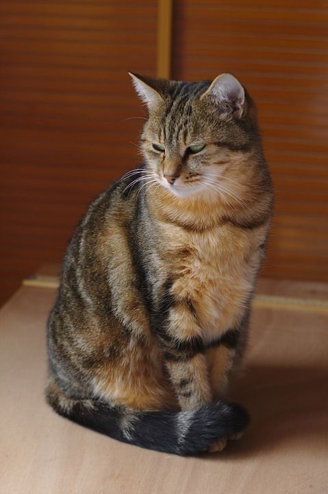 猫 老虎 捕食者 毛皮 动物 猫科动物 爱情 肖像 哺乳动物