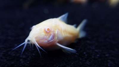 鱼 宠物鱼 鲶鱼 宠物 水族馆 科里鲶鱼 紫堇属 白化病 动物