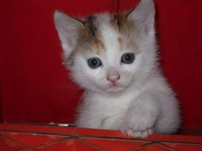 猫宝宝 猫 幼兽 动物 好奇的