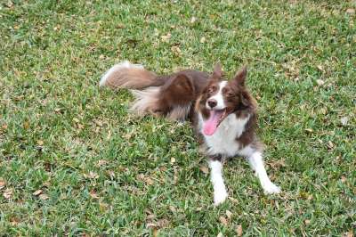 狗 边境牧羊犬 犬类 鼻子 哺乳动物 毛皮 自然 动物