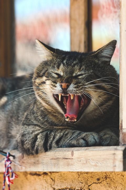 猫 狮子 动物 非洲 Safari 哺乳动物 野 自然 为