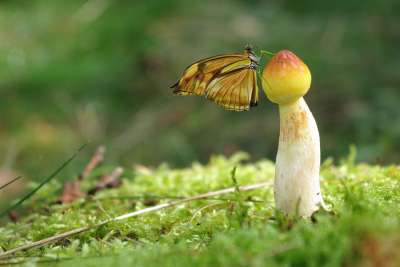 蝴蝶 蘑菇 苔藓 森林 幻想 气氛 梦幻的 自然 树蘑菇 散景