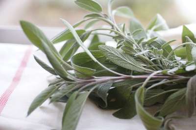 智者 草本植物 食物 香料 调味料 树叶 植物 分行 烹饪