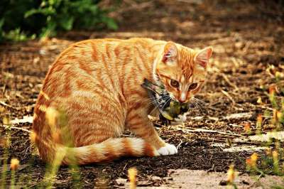 猫 小猫 鸟 猎物 红虎斑 红猫 虎猫 家猫 年轻的猫