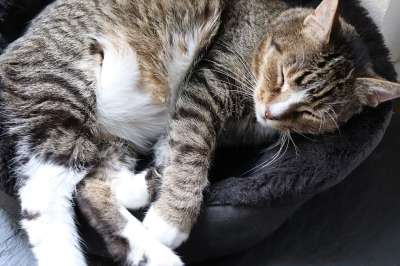 猫 宿醉 家猫 鲭鱼 家畜 睡觉 篮子 动物 舒适
