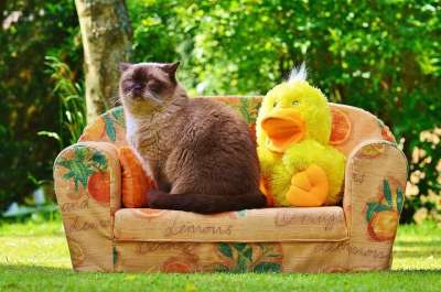 猫 长椅 沙发 鸭 英国短毛猫 乐趣 填充玩具动物 玩具 孩子们