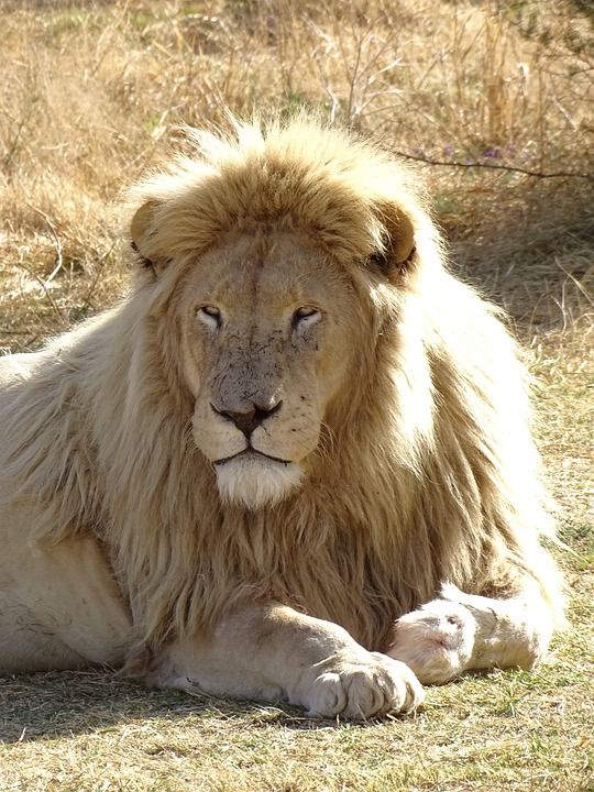 狮子 野生动物 非洲 苹果浏览器 捕食者 动物 自然 南非 大猫