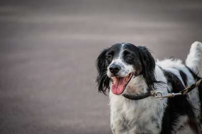 猎犬 大Munsterlander 宠物 犬类 狗 动物 伴侣犬