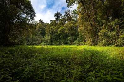 景观 湿地 热带雨林 哈利蒙萨拉克山国家公园 爪哇岛 印度尼西亚