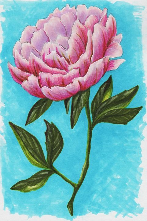 牡丹 粉红色的花 花 盛开 自然 花园 绘画 水彩 明信片