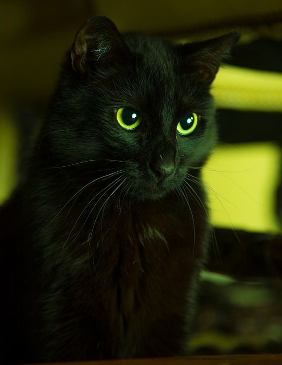 猫 宿醉 黑色的 家畜 观察到宿醉 短发 黑猫