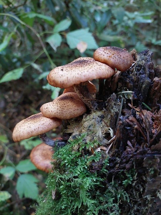 蘑菇 菌 真菌学 苔藓 森林地面 野生蘑菇 自然 秋天 森林