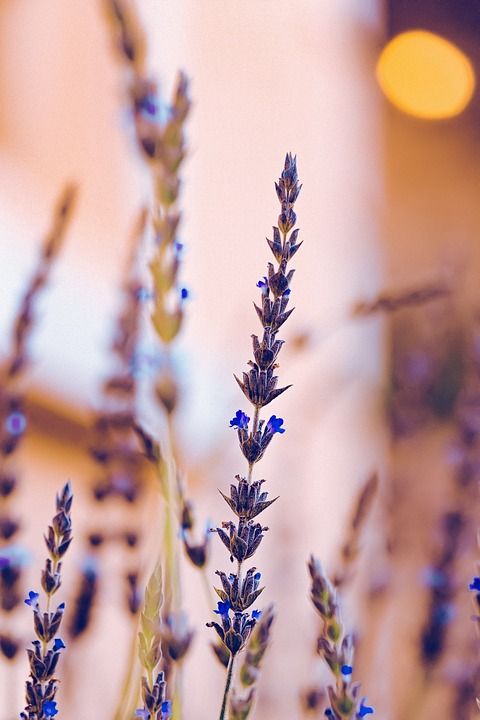 薰衣草 花 植物 紫花 盛开 花园 自然 特写
