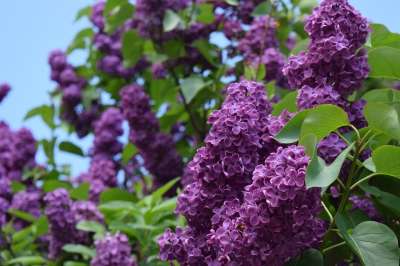 盛开 紫丁香 丁香花 关闭 春天 紫色 魔法