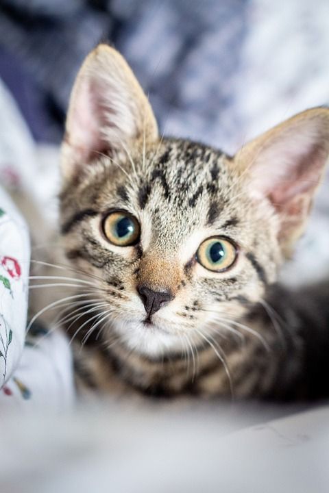 猫 猫科动物 胡须 脸 小猫 国内的 可爱的 老虎 鲭鱼