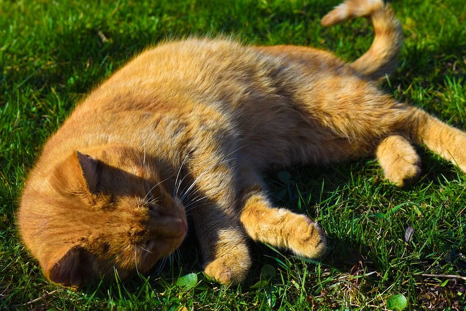 猫, 橙色的, 绿色, 动物, 小猫, 老虎, 宠物, 自然, 哺乳动物, 草