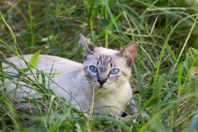 猫 自然 动物 猫科动物 哺乳动物 条纹 老虎