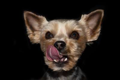 狗 动物 家畜 Yorki 梗犬 可爱的 动物肖像 哺乳动物