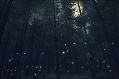 幻想 月亮 夜晚 丛林 黑暗的 自然 蓝色月光 蓝色梦幻