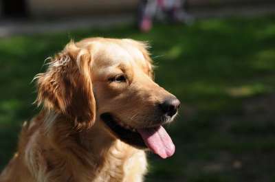 金毛猎犬 狗 快乐的 宠物 犬类 可爱的 舌头 动物 纯种