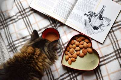 食品平躺着 早晨咖啡 早餐 猫 小猫 好奇的 食谱 意大利语 心