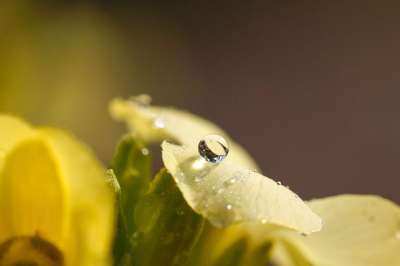 花 水滴 露珠 植物群 植物 盛开 黄花 自然 特写 春天
