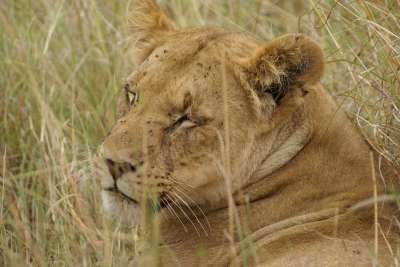 狮子 动物 捕食者 苹果浏览器 母狮 自然 野猫 荒野 非洲人