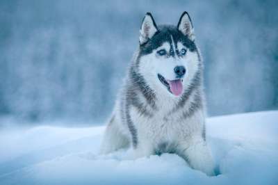 狗 动物 沙哑 雪 冬天 寒冷的 天气 白色的 眼睛 舌头